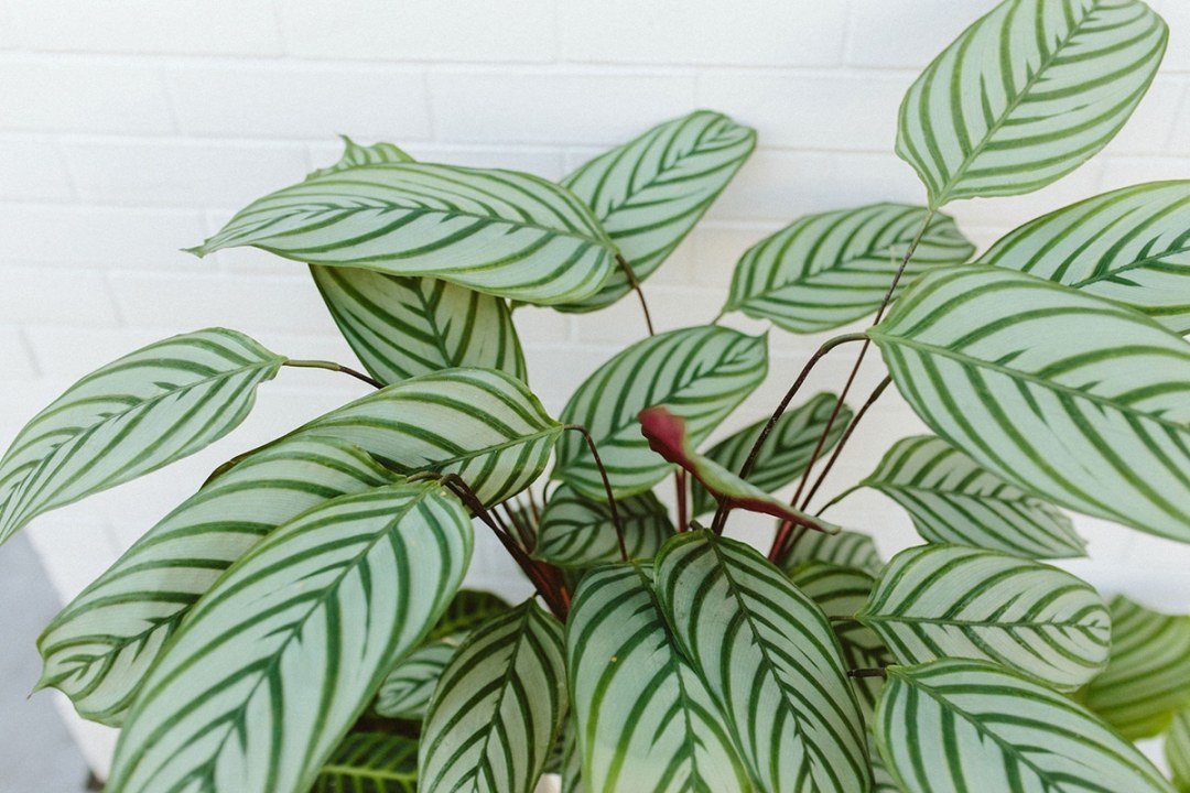 calathea leaves closeup calathea leaves