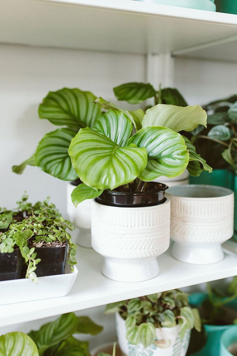 Calathea orbifolia Calathea orbifolia