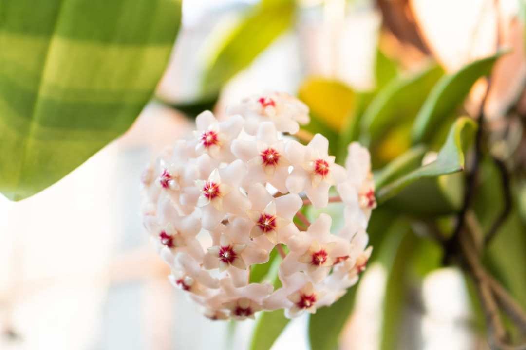 hoya flower cluster closeup hoya flowers