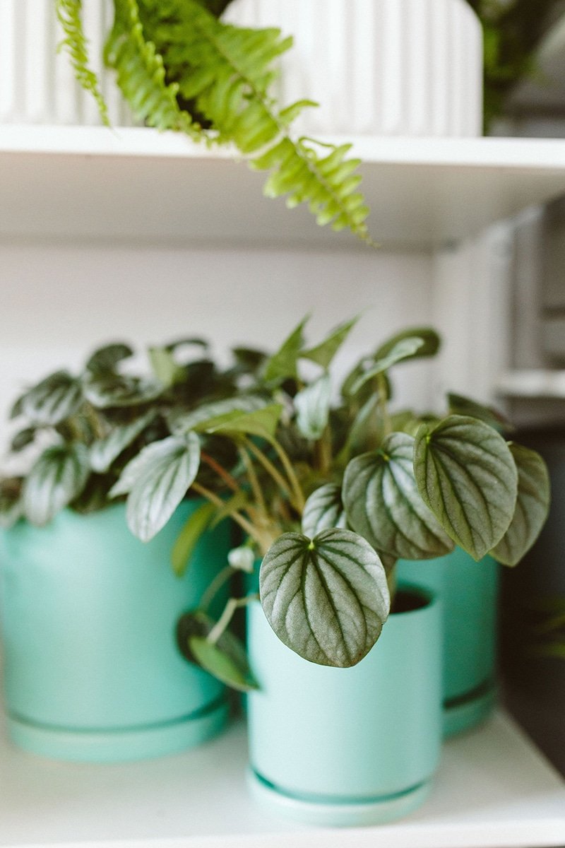 peperomia plants in turquoise pots peperomia plants in turquoise pots