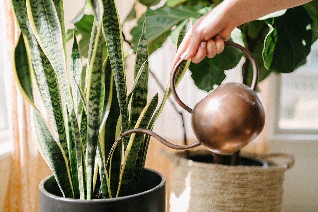 Watering potted houseplants watering snake plant