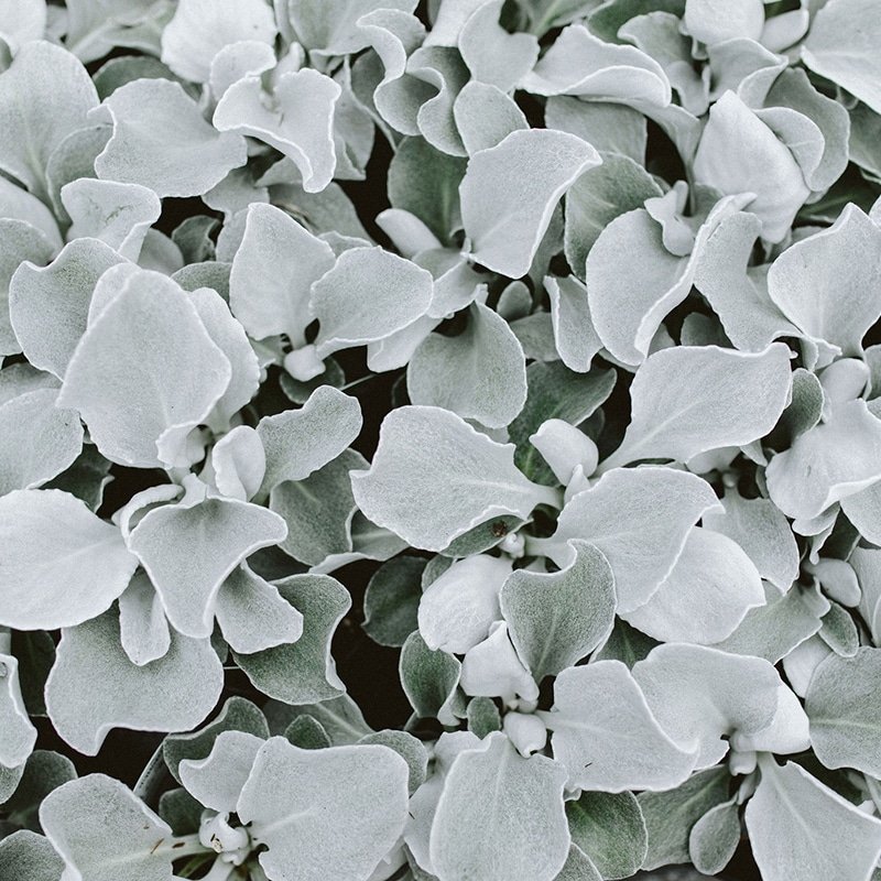 Senecio 'Angel Wings' Senecio 'Angel Wings'
