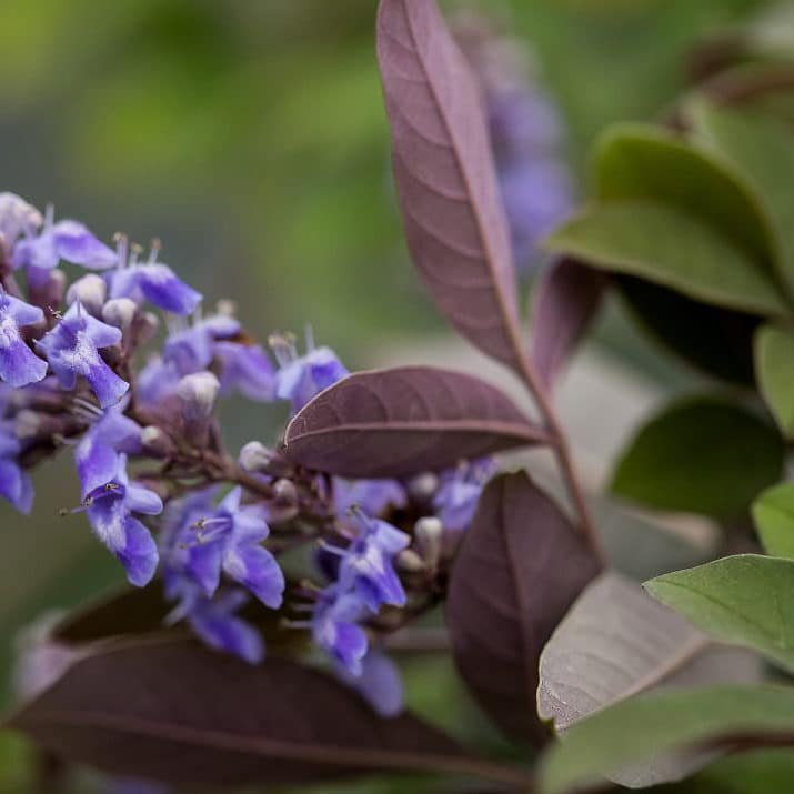 Vitex 'Flip Side' Vitex 'Flip Side' from First Editions Plants
