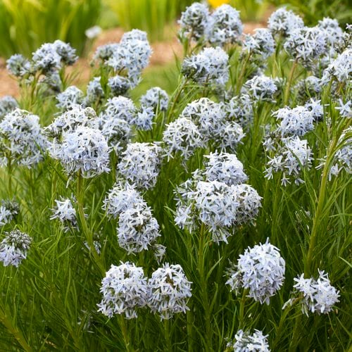 Amsonia 'String Theory' Amsonia 'String Theory' Blue Star from Proven Winners