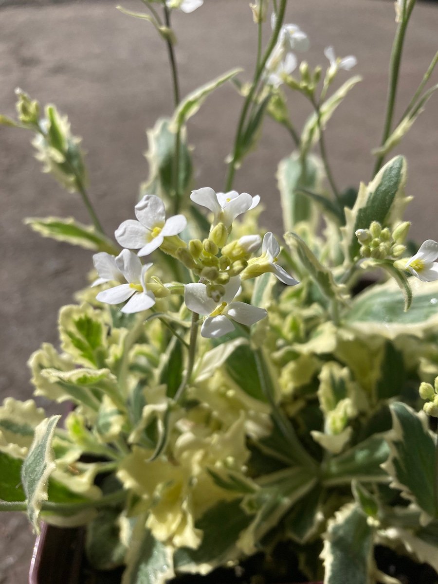 Arabis or Rock Cress ground cover