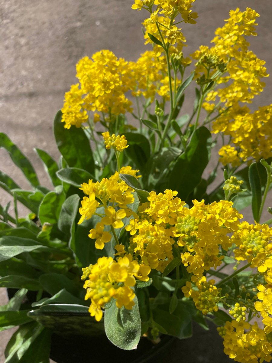 Aurinia saxatilis Basket-of-Gold groundcover