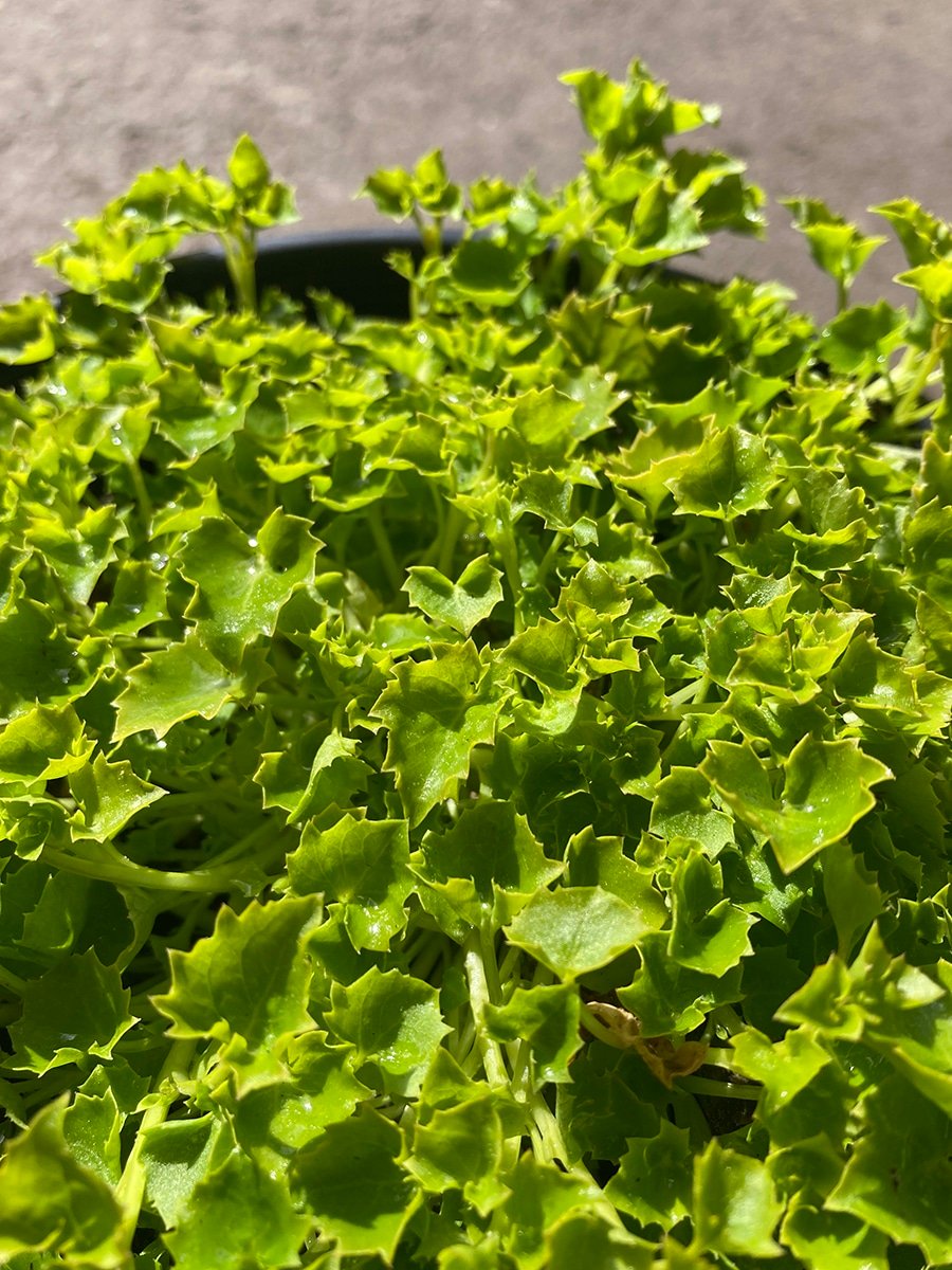 Campanula garganica 'Dickson's Gold' groundcover