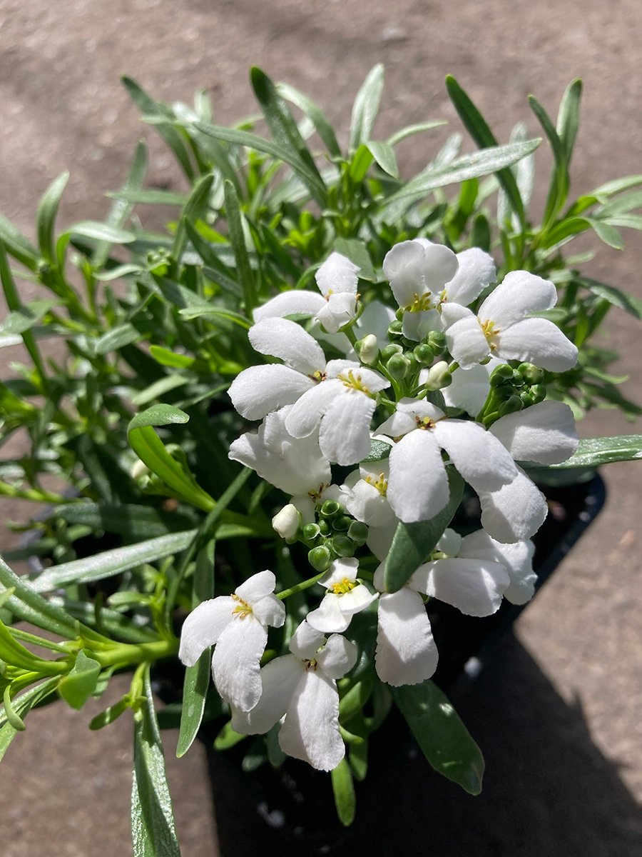 Iberis 'Snowsation' Candytuft groundcover