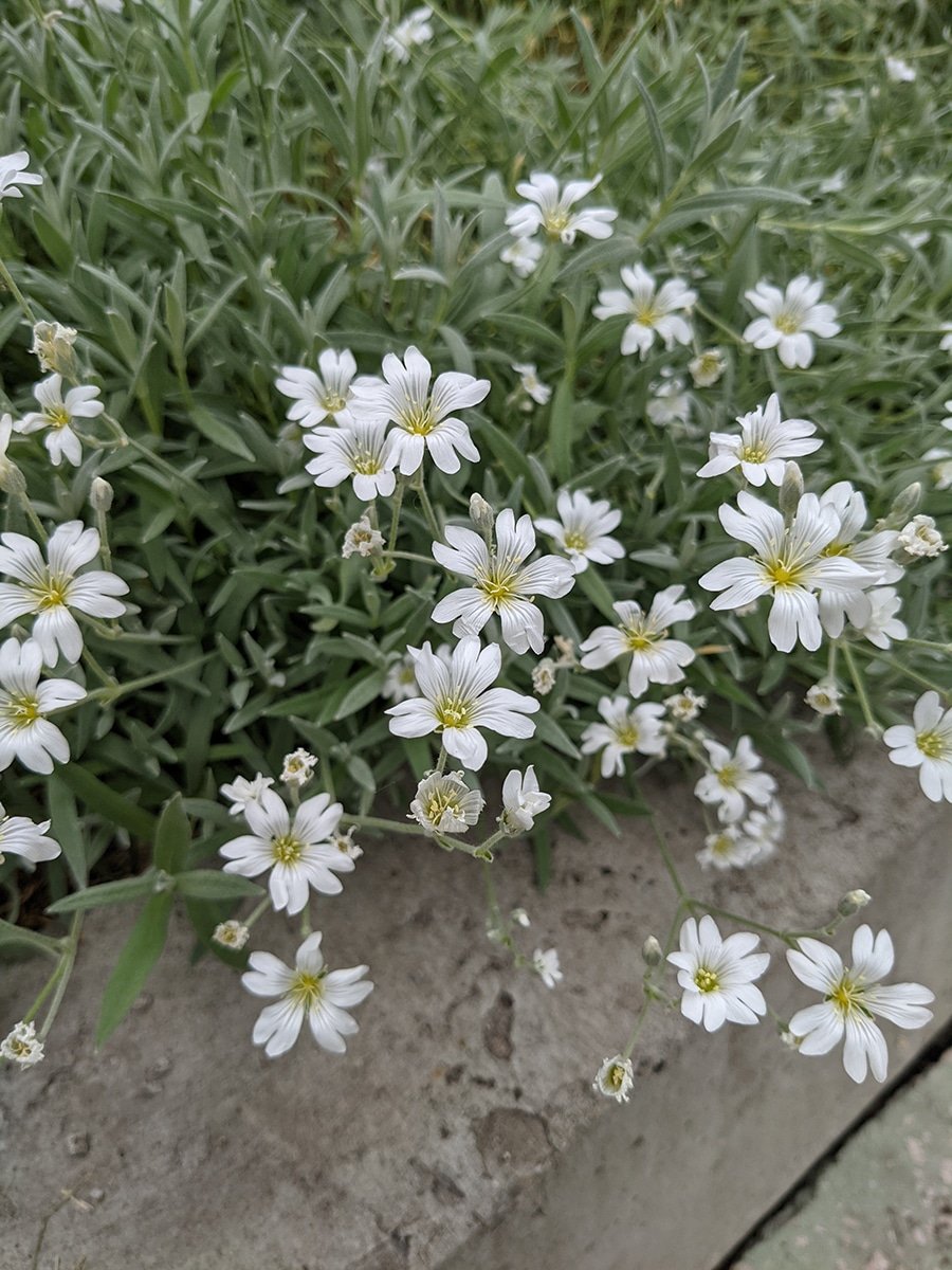Cerastium tomentosum Snow in Summer groundcover