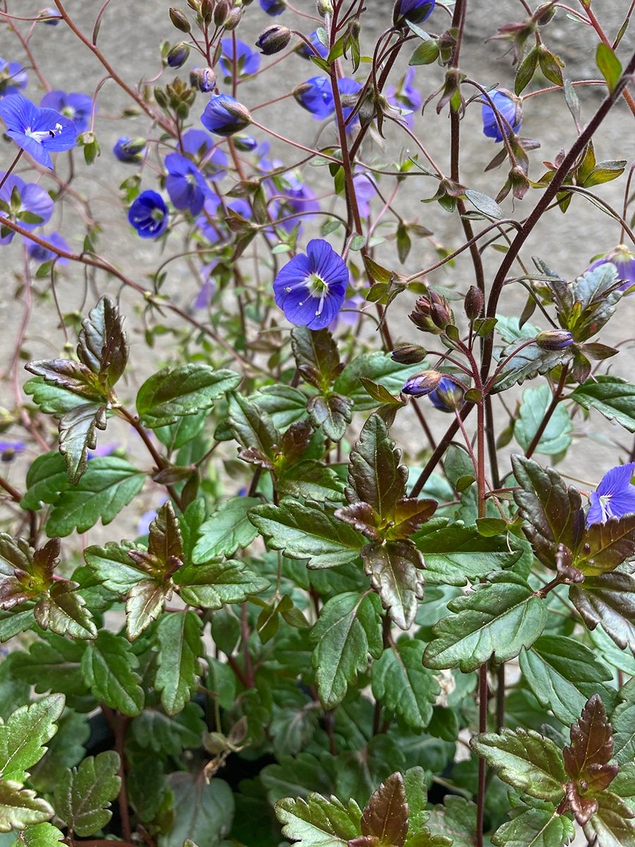 Veronica 'Georgia Blue' Creeping Speedwell groundcover