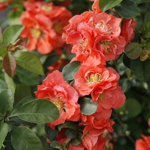 Double Take Peach Quince Double Take Peach Quince from Proven Winners