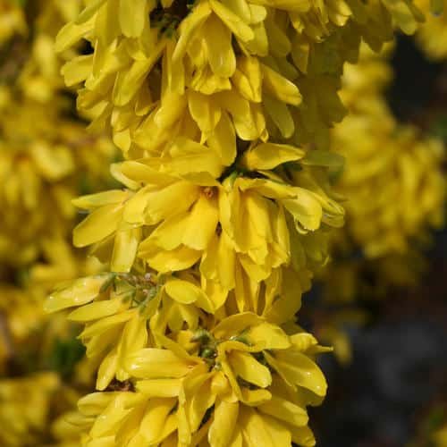 Show Off Starlet Forsythia Show Off Starlet Forsythia from Proven Winners