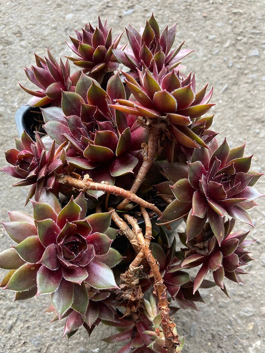 hens and chicks groundcover