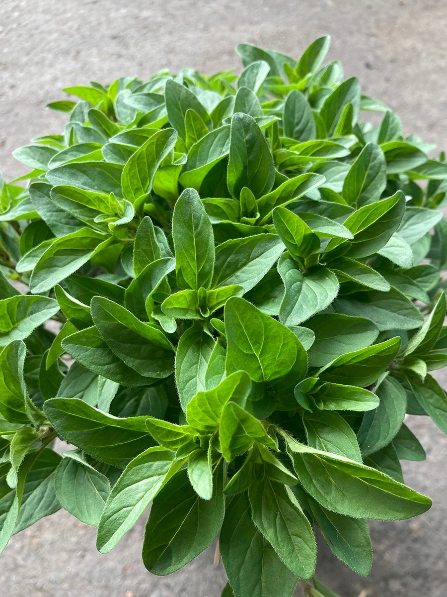 Origanum laevigatum 'Hopley′s Purple' Oregano groundcover