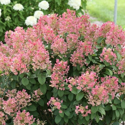 'Little Quick Fire' Hydrangea 'Little Quick Fire' Panicle Hydrangea from Proven Winners