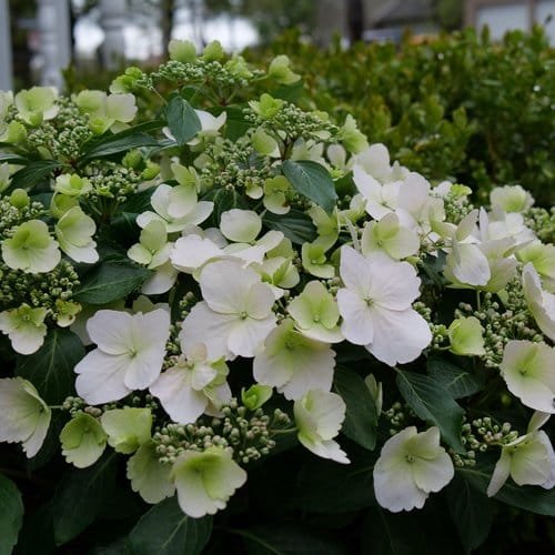 'Fairytrail Bride' Hydrangea 'Fairytrail Bride' Cascade Hydrangea from Proven Winners