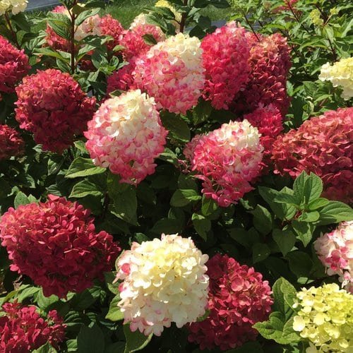'Little Lime Punch' Hydrangea 'Little Lime Punch' Panicle Hydrangea from Proven Winners