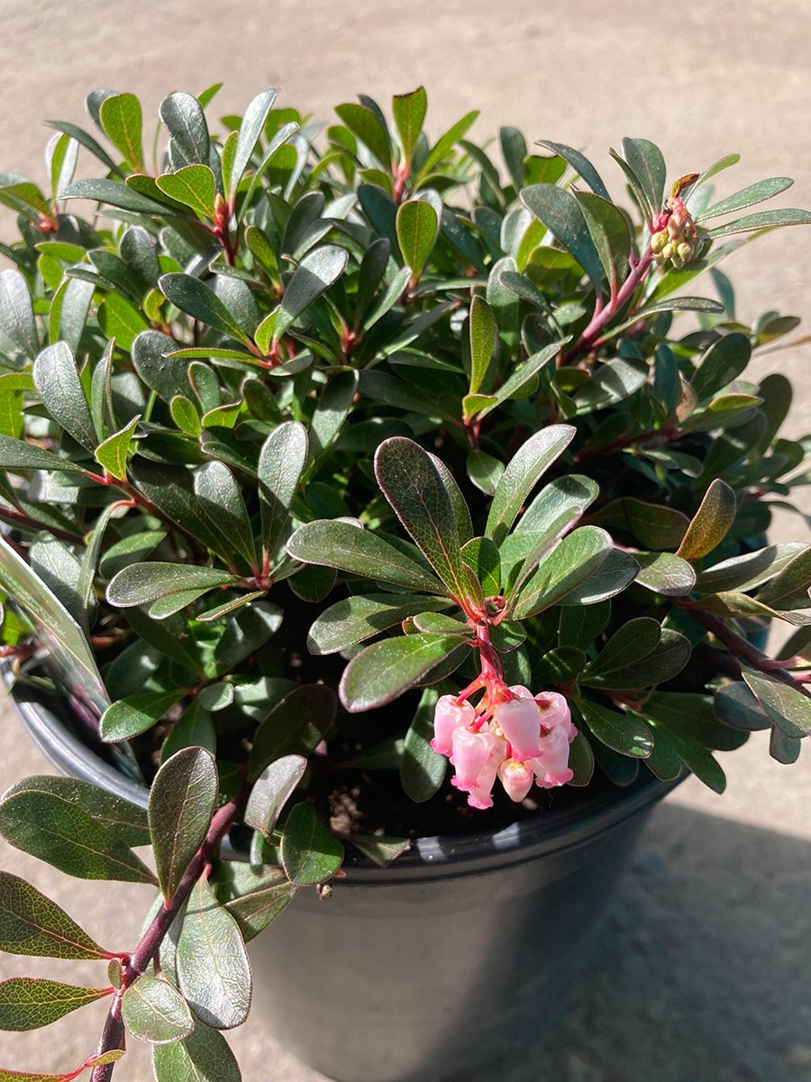 Kinnikinnick 'Vancouver Jade' groundcover