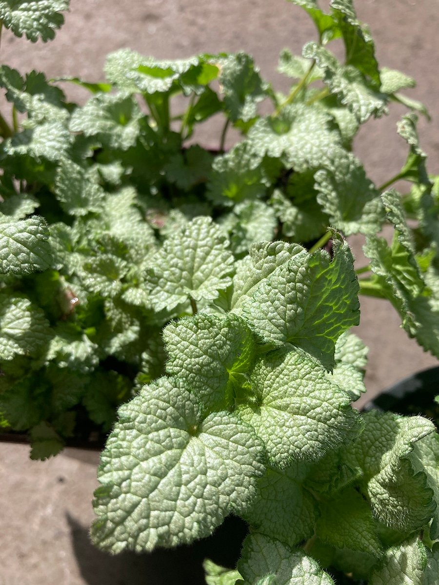 Lamium or Spotted Dead Nettle groundcover