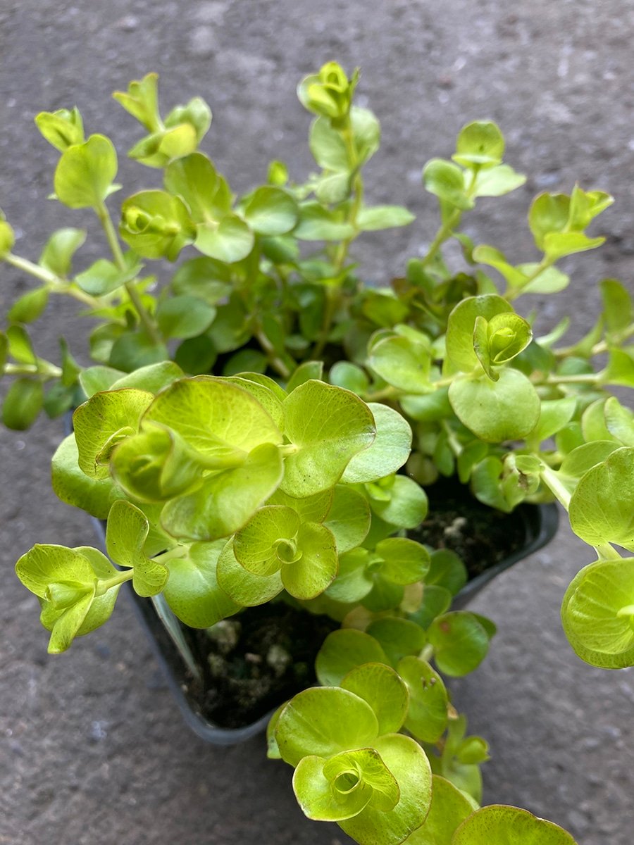 Lysimachia 'Goldilocks' Creeping Jenny groundcover