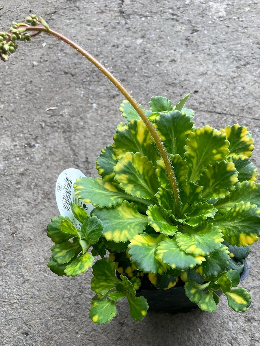 Saxifraga 'London Pride' groundcover