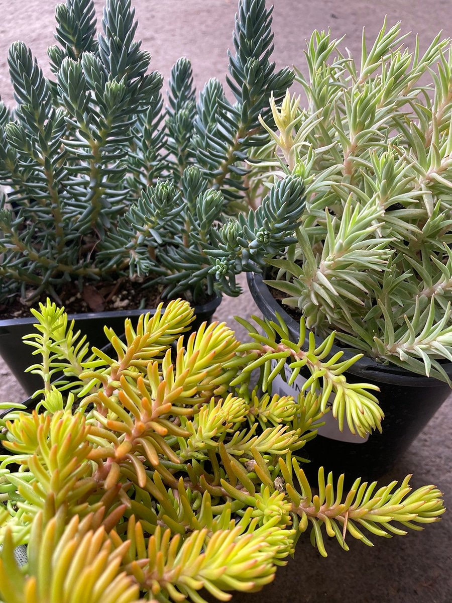 Sedum groundcover
