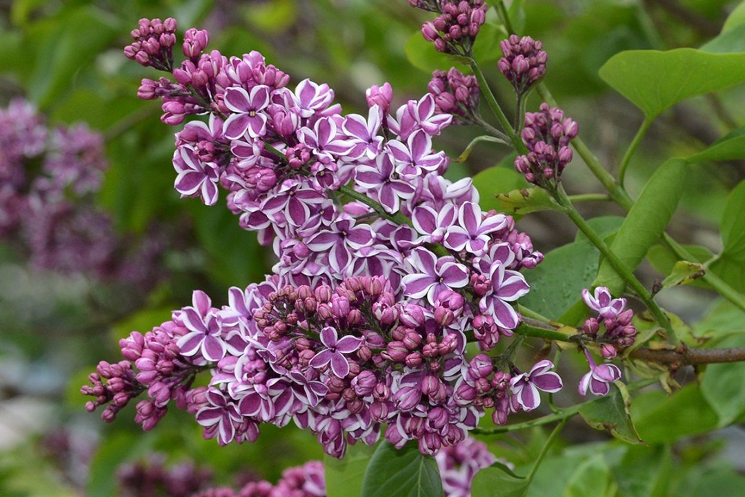 Sensation Lilac Syringa Sensation