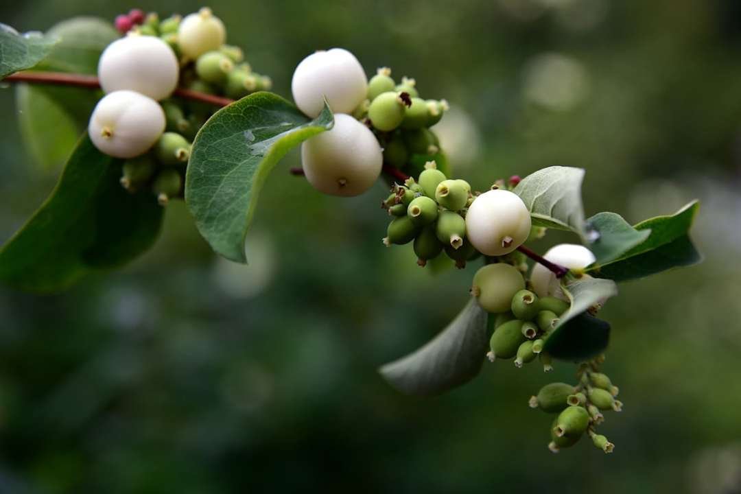 common-snowberry snowberry