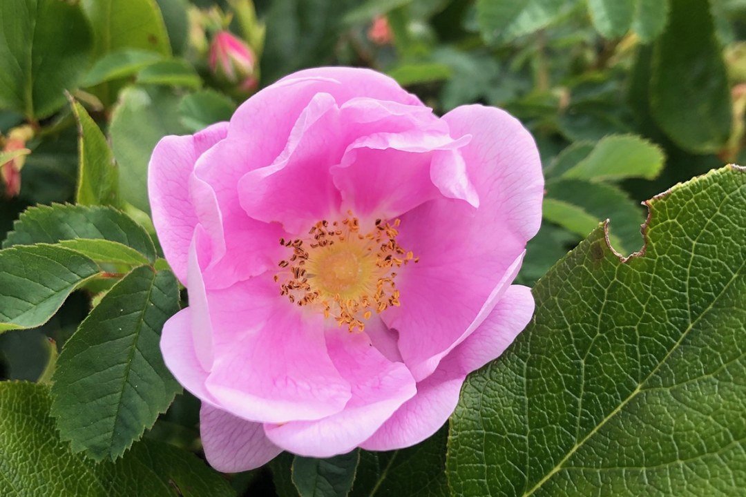 nootka-rose Nootka rose