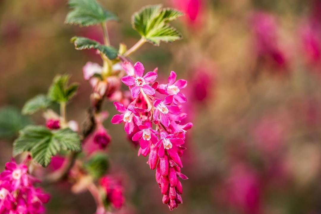 red flowering currant red flowering currant