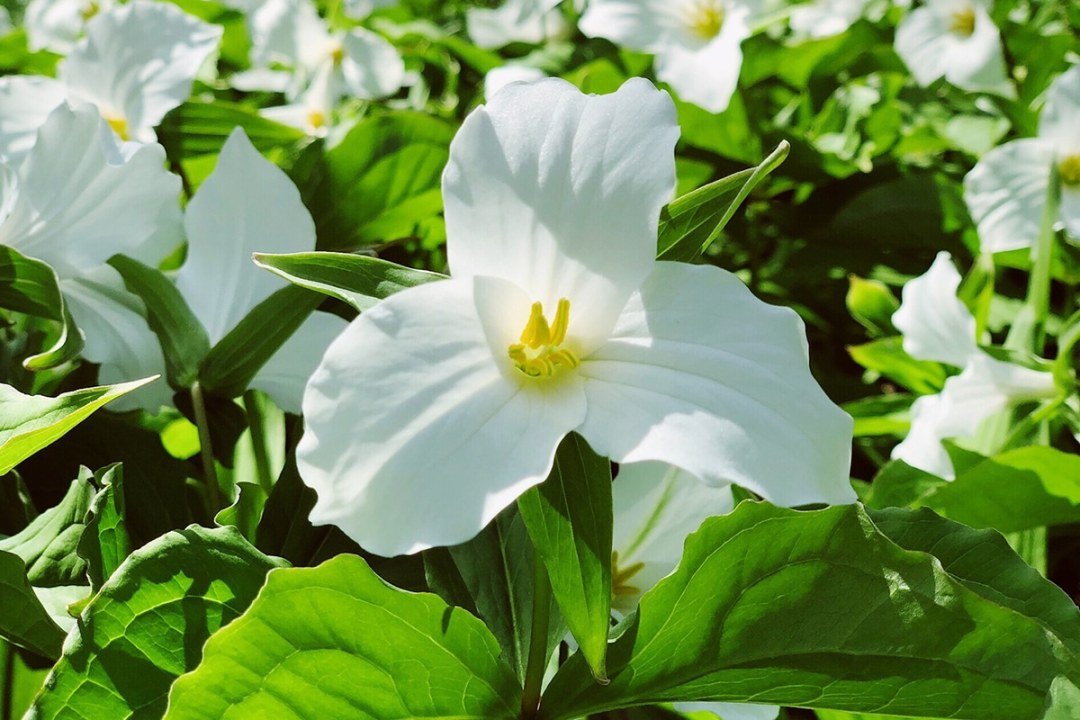trillium-ovatum Pacific Coast Trillium
