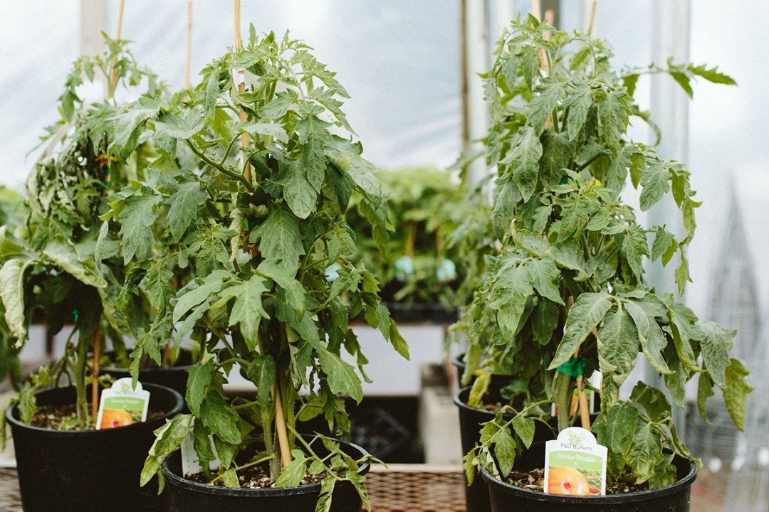 tomato plants in pots tomato plants in pots