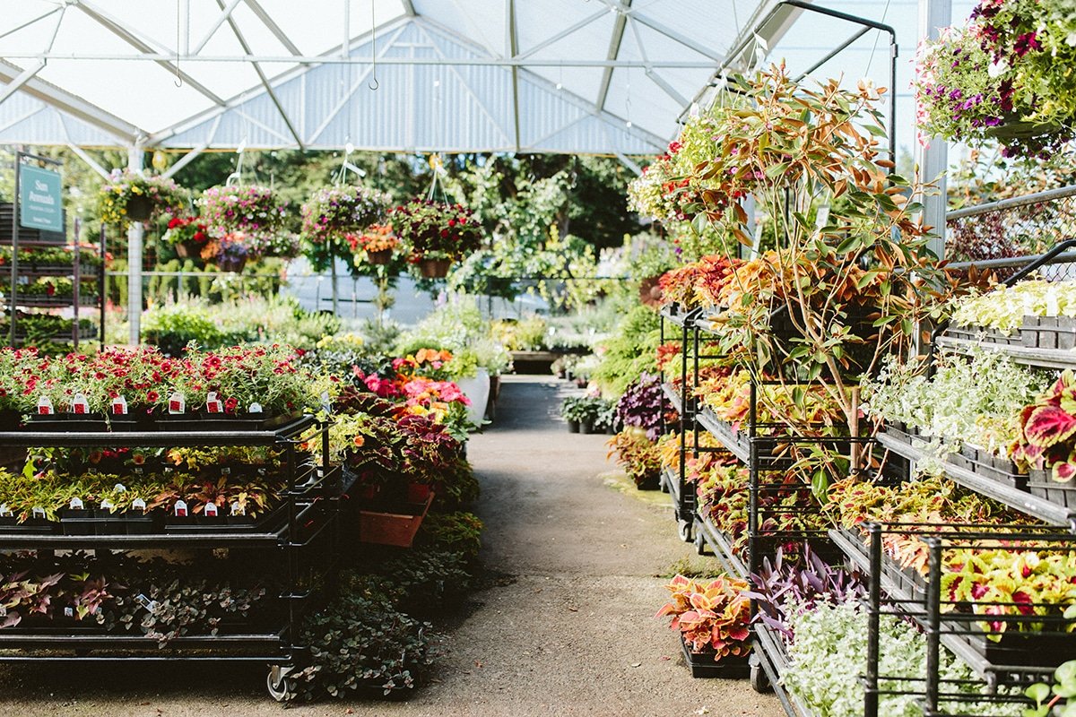 Summer hanging baskets and annuals in bloom in July at Dennis' 7 Dees Garden Center in Lake Oswego