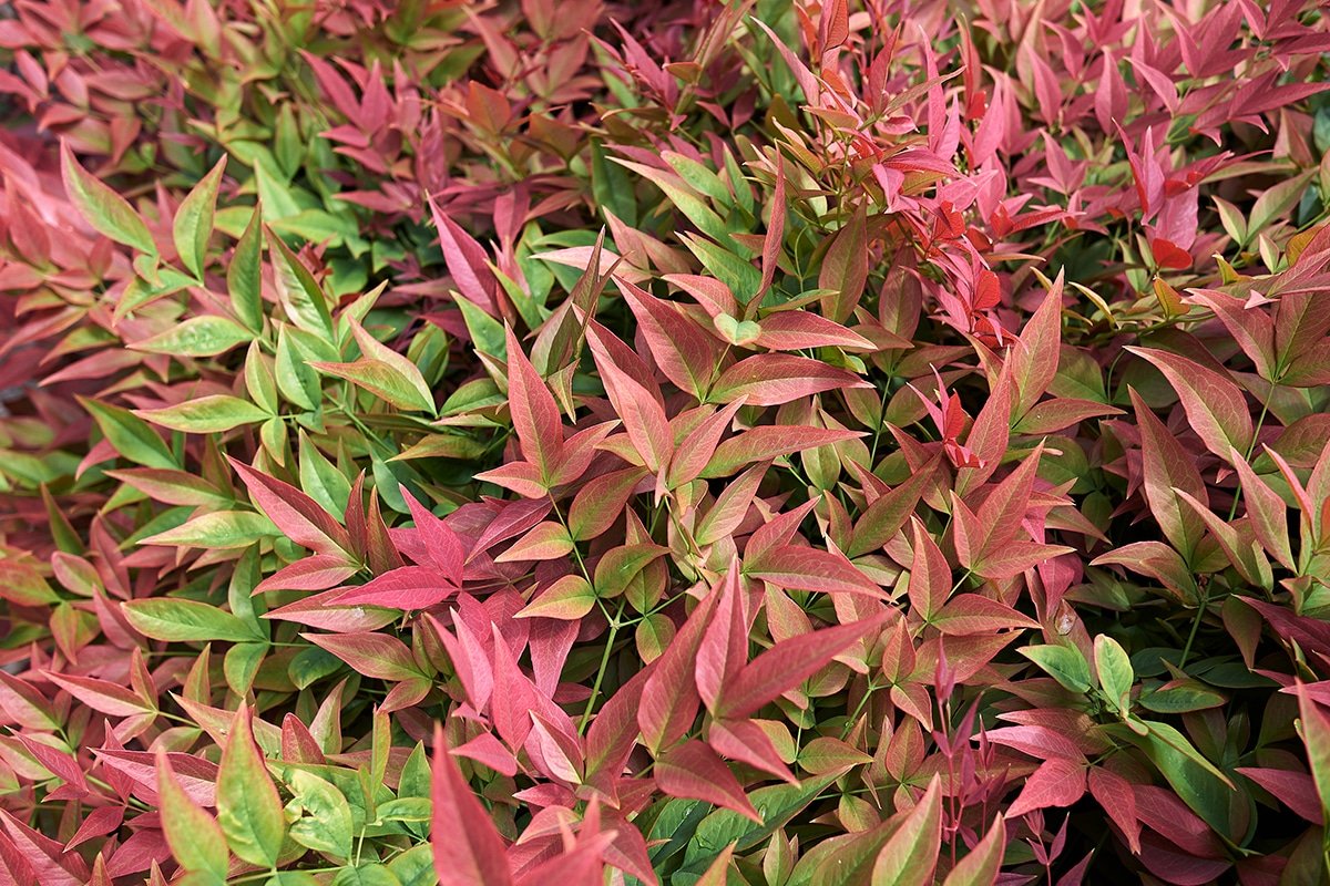 nandina heavenly bamboo plant
