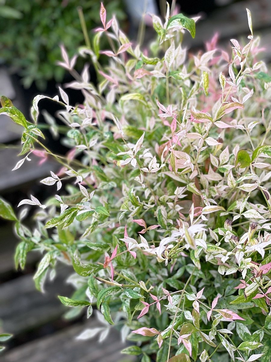 Nandina 'Twilight' foliage Nandina 'Twilight' foliage