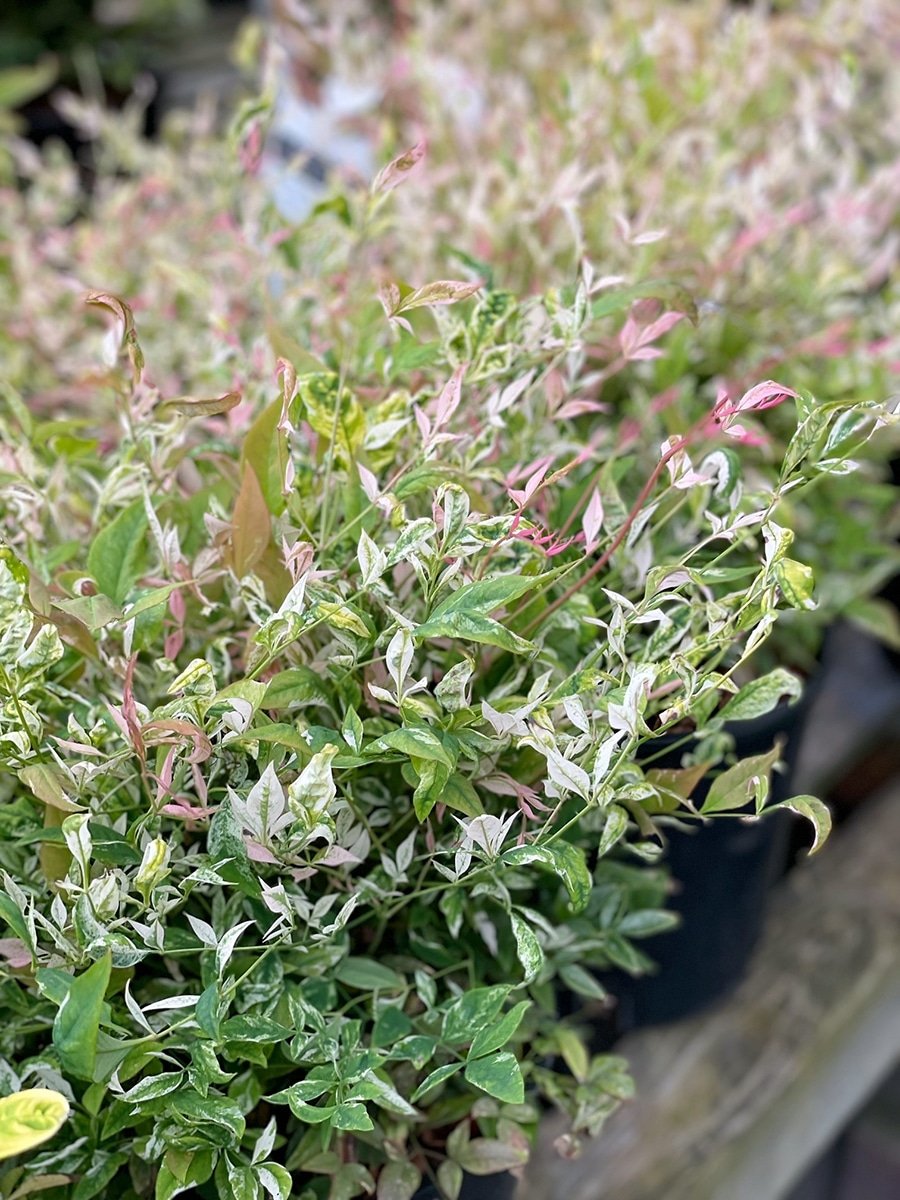 Nandina 'Twilight' foliage Nandina 'Twilight' foliage