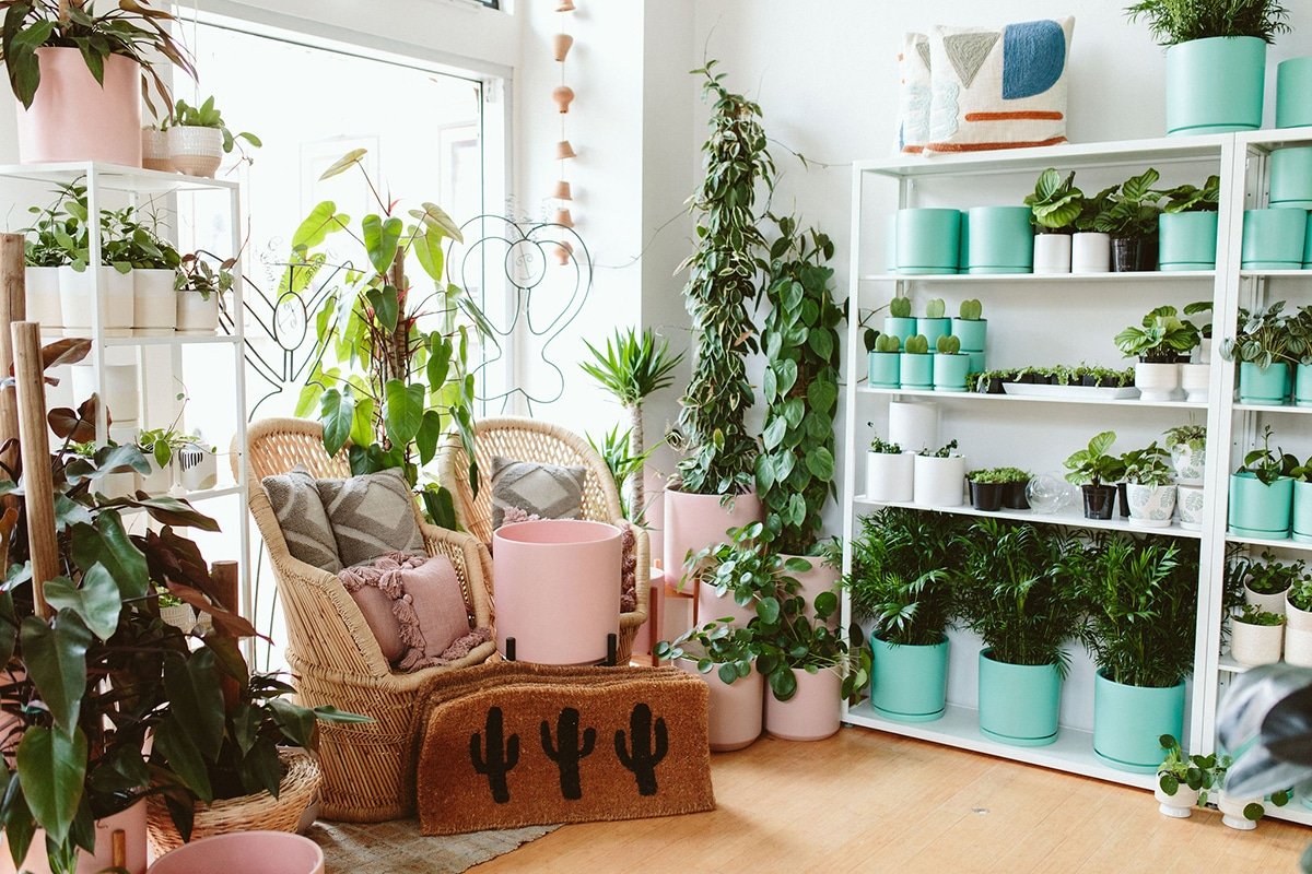houseplants near sunny window at Bridgeport Village Plant Shop