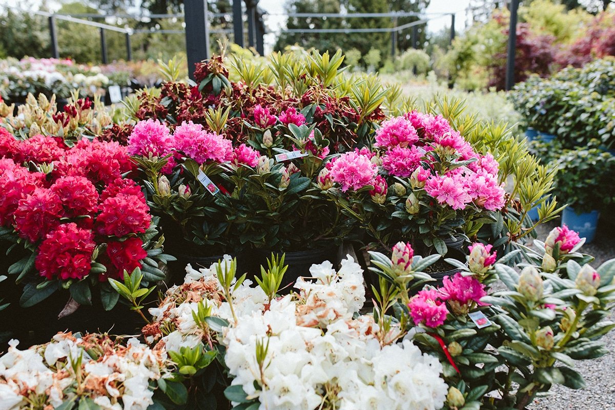 assorted rhododendrons in bloom