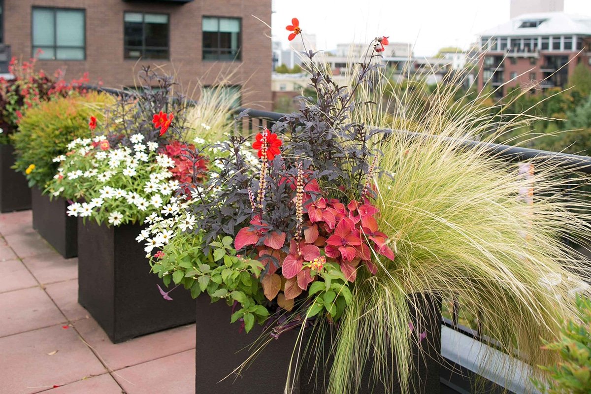 exterior container plantings on roof of commercial space