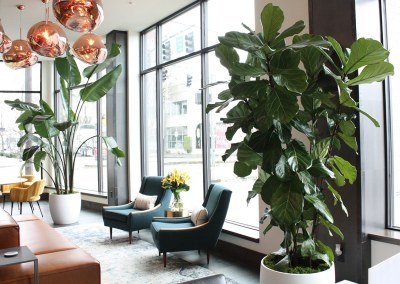 plants in apartment building lobby by Dennis' 7 Dees Urban Plantscapes