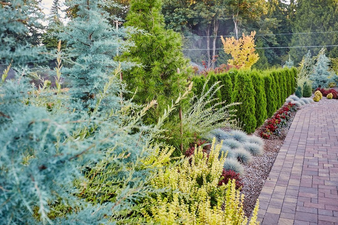 dwarf-conifers-in-the-landscape-1
