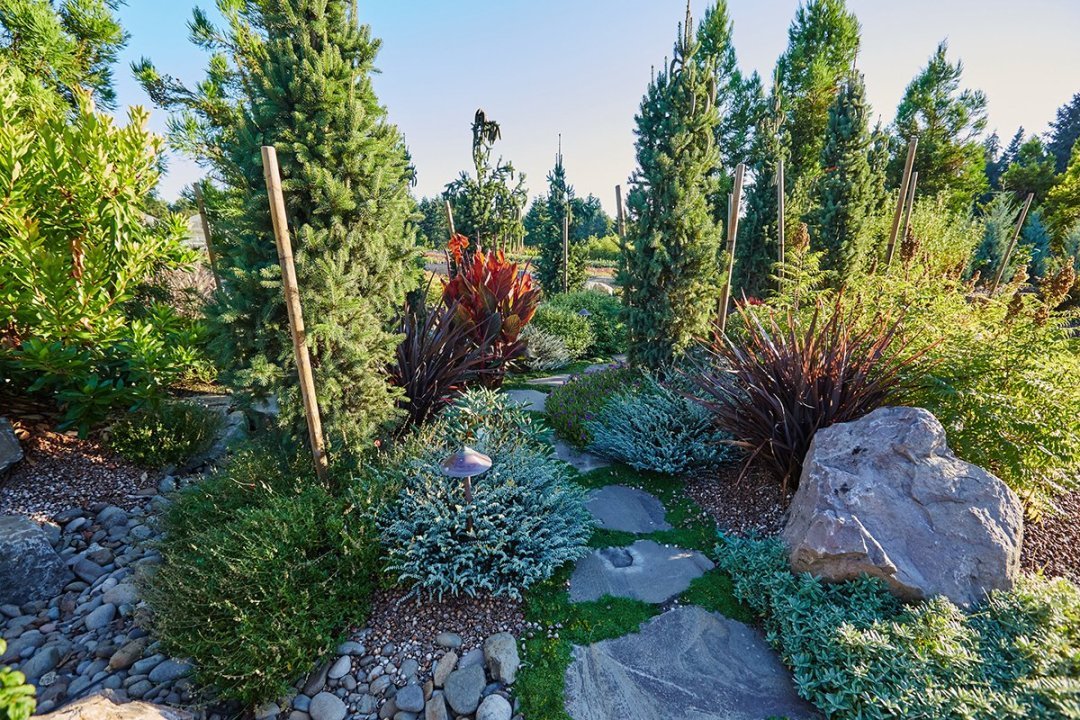 dwarf-conifers-in-the-landscape-4