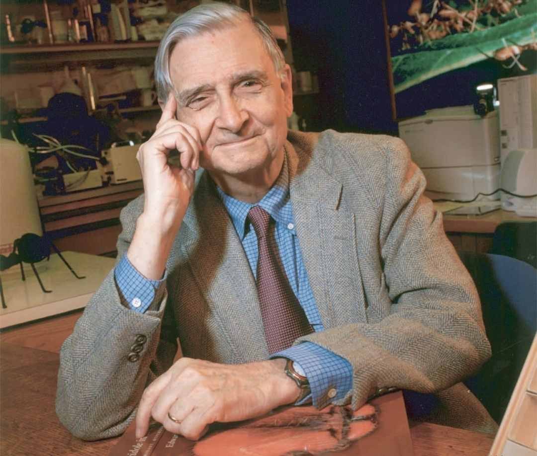 Biologist Edward Osborne Wilson (photographed by Jim Harrison) Photo of Biologist Edward Osborne Wilson by Jim Harrison
