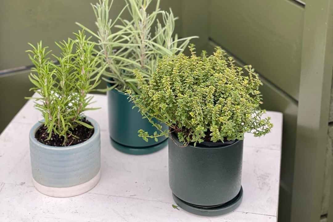 herbs in cache pots for holiday gifts assorted herbs in cache pots