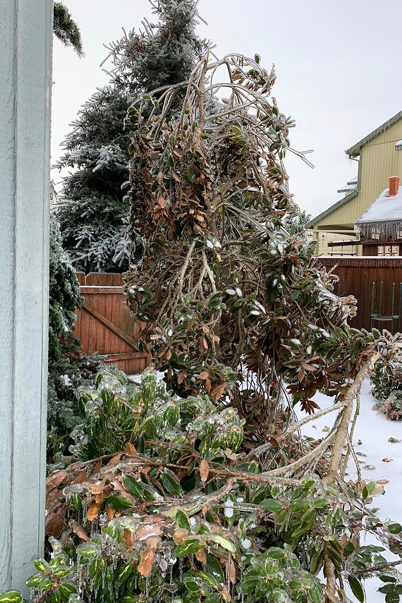 magnolia-tree-with-ice-and-snow