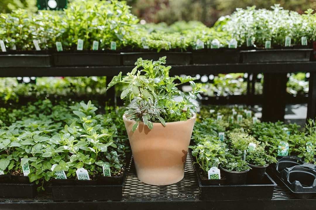 assorted herbs planted in a pot at Dennis' 7 Dees Garden Center assorted herbs planted in a pot at Dennis' 7 Dees Garden Center
