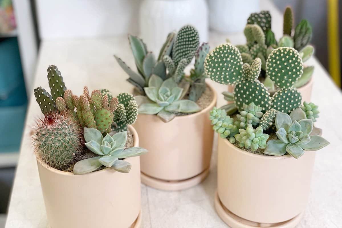 Succulent Dish Gardens at Dennis' 7 Dees Garden Center