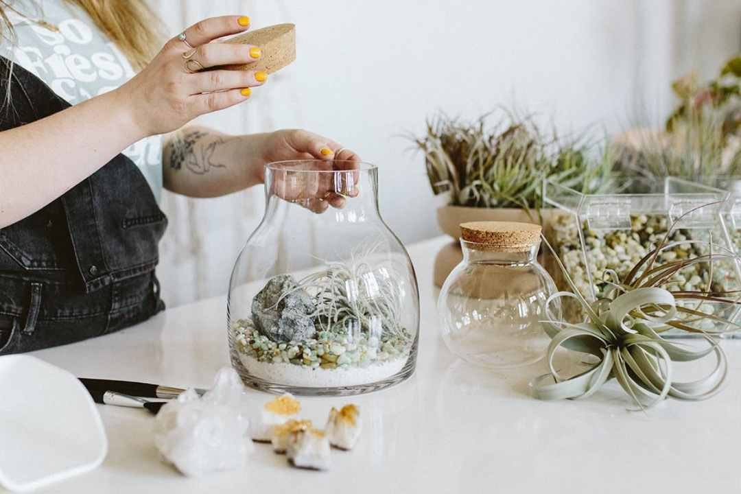 DIY aerium with tillandsia Creating a DIY aerium to display tillandias or air plants