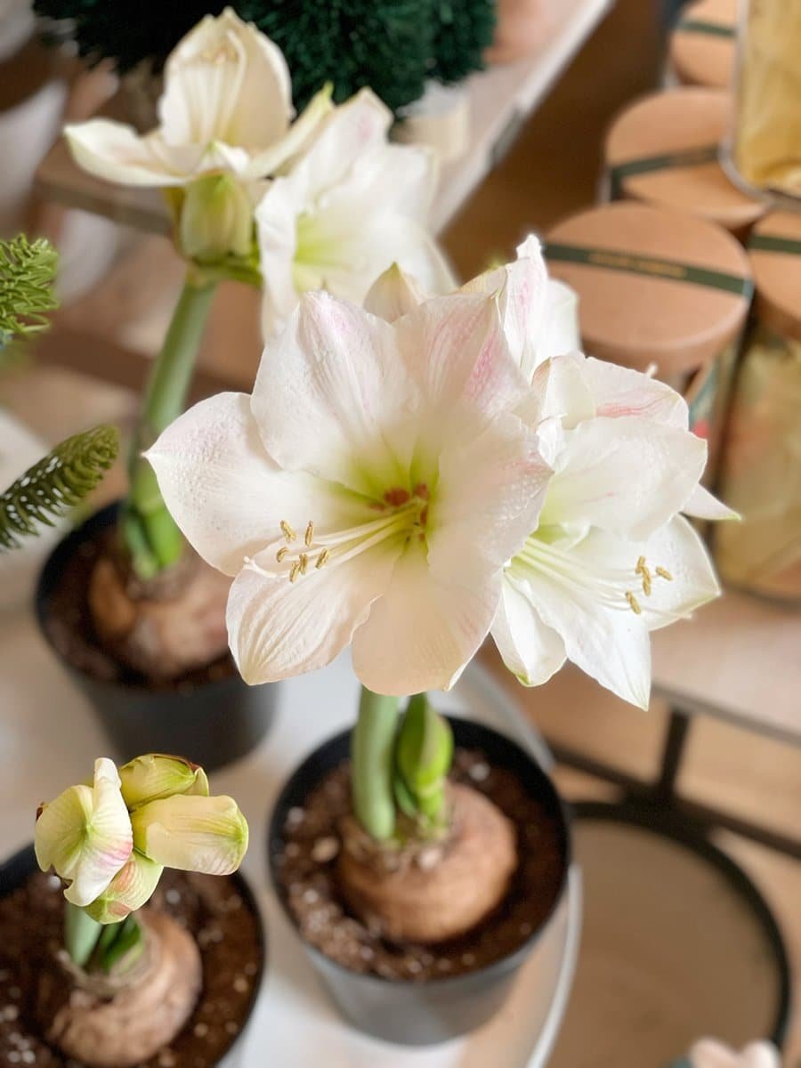 holiday-plants-amaryllis-1 blooming amaryllis bulb variety 'Red Pearl'