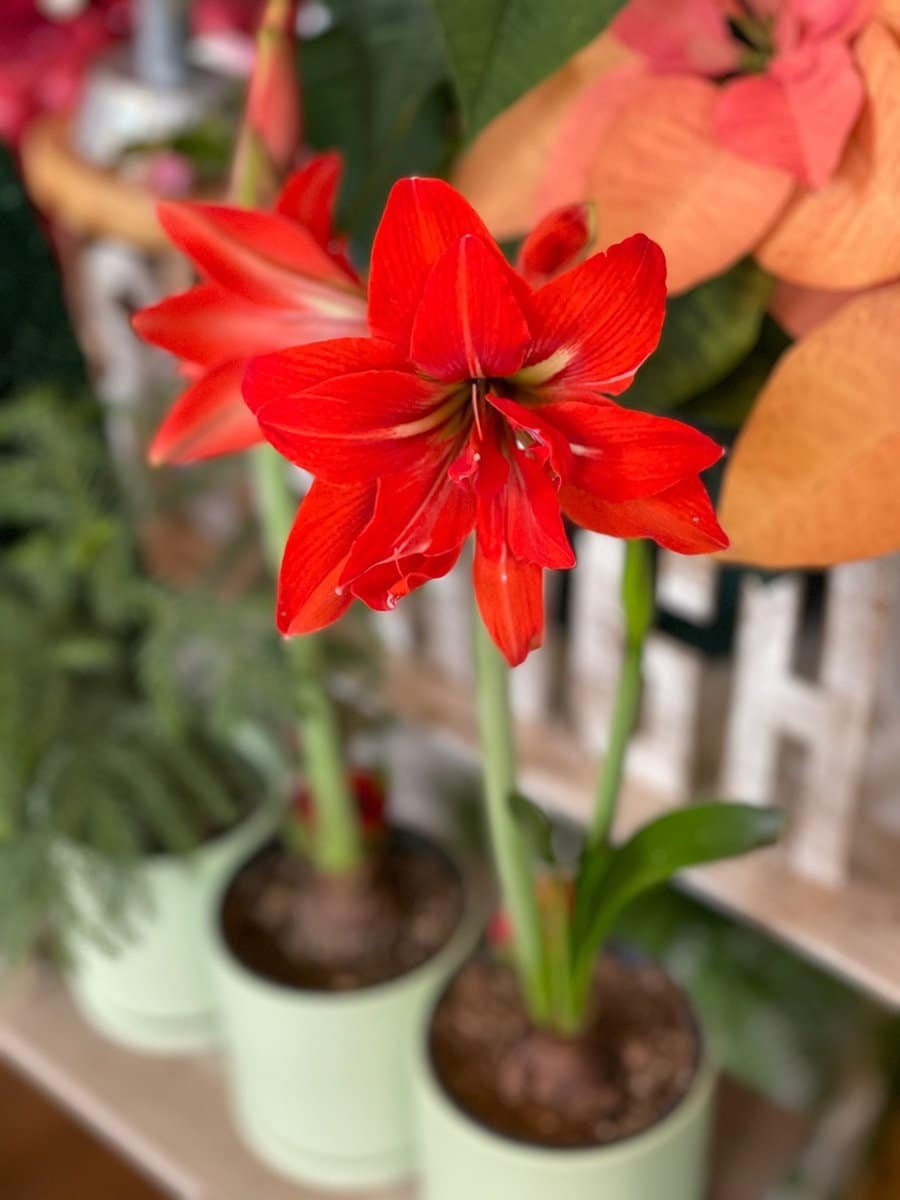 holiday-plants-amaryllis-2 amaryllis bulbs